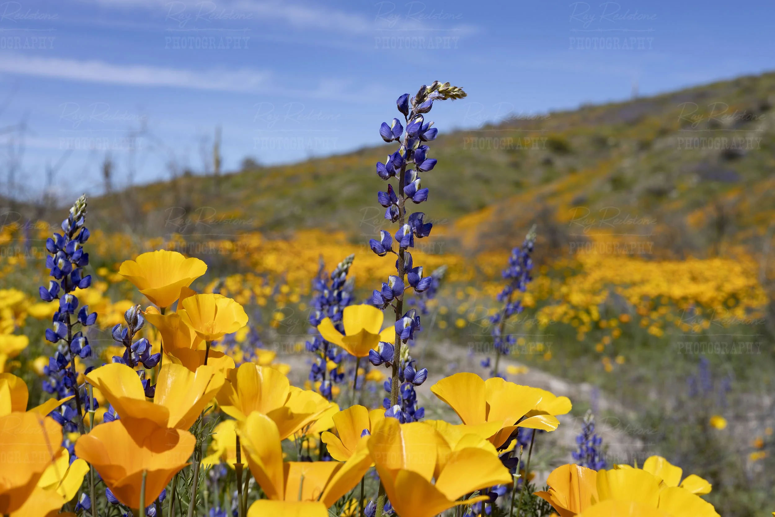 Will There Be an Arizona Wildflower Super Bloom In 2024?